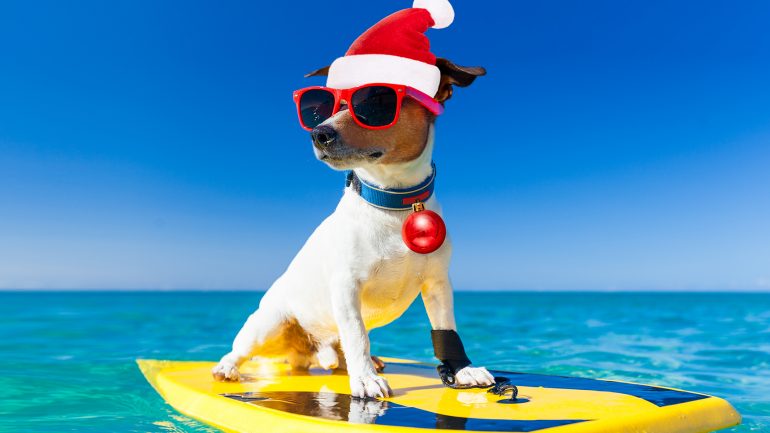 surfender Hund mit Weihnachtsmütze auf SUrfbrett 