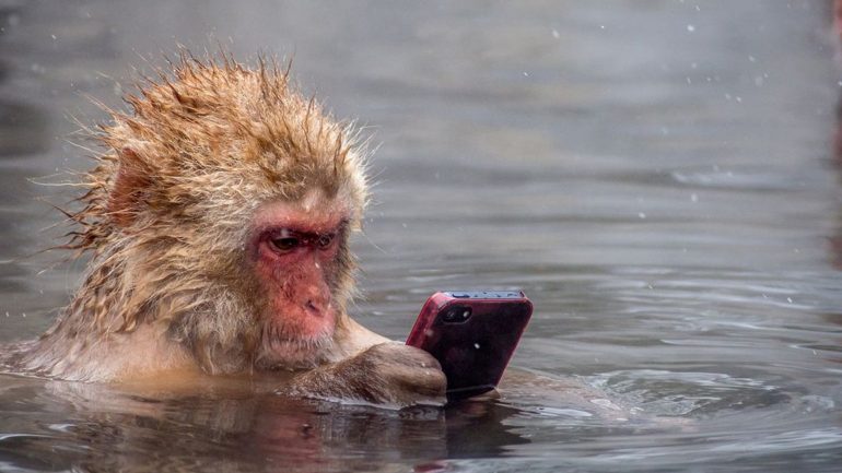 surf gadget affe spielt mit handy im wasser