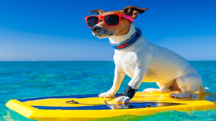 cooler Hund sitzt mit Sonnenbrille auf Surfbrett - Surfboards kaufen im Internet