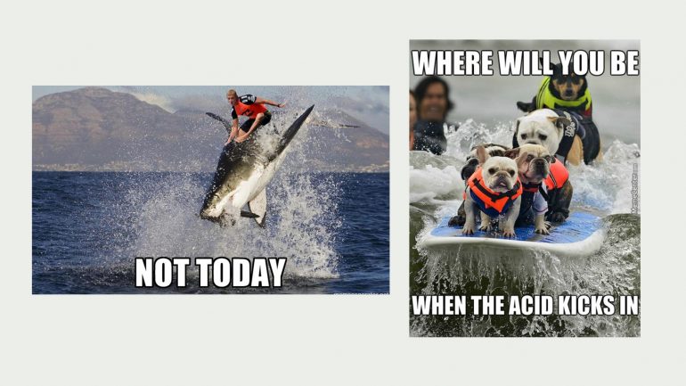 ente und lama surfen surfer memes